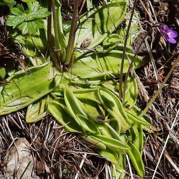 Pinguicula vulgaris List