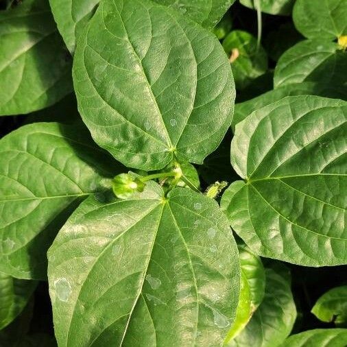 Thunbergia battiscombei Leaf