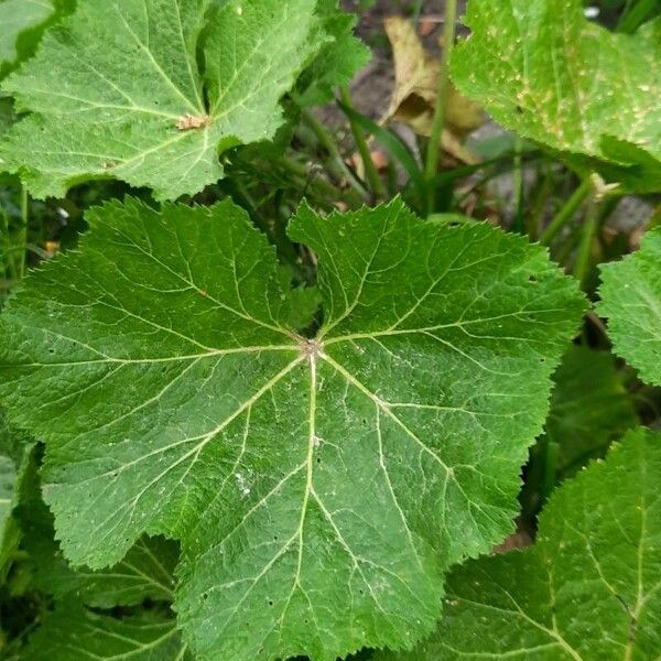 Alcea biennis Hoja