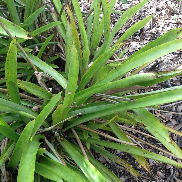 Bromelia karatas Altres