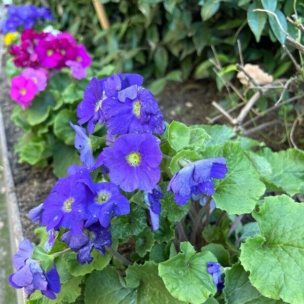 Primula obconica Fiore