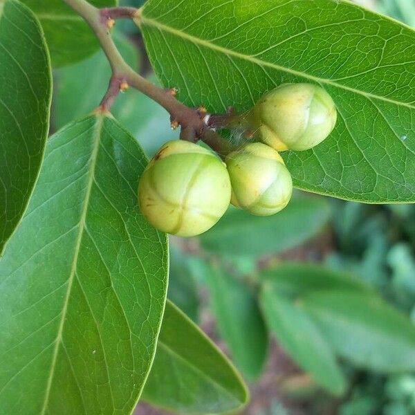 Capparis flexuosa Кветка