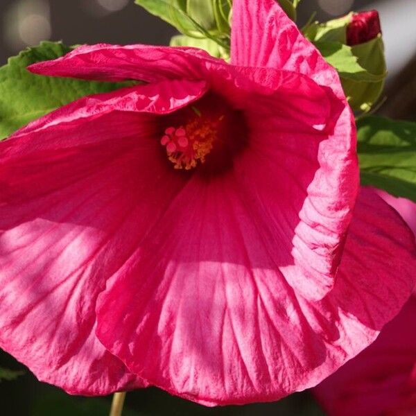 Hibiscus moscheutos फूल