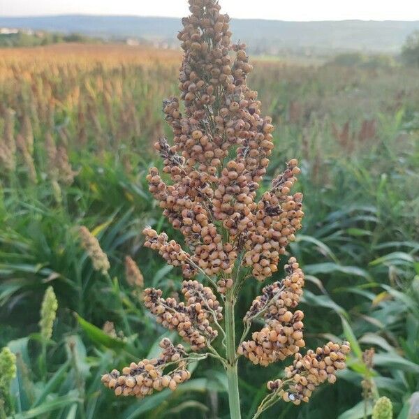 Sorghum bicolor Frugt