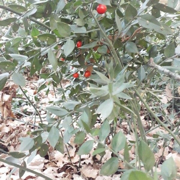 Ruscus aculeatus Autre