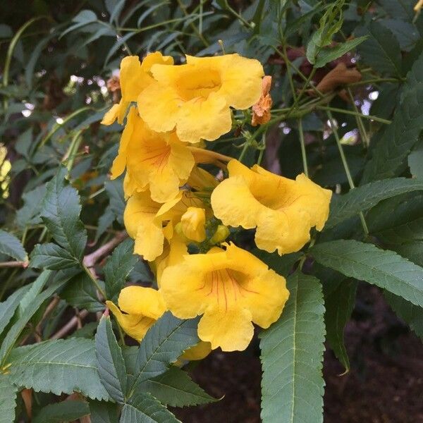 Tecoma stans Flower