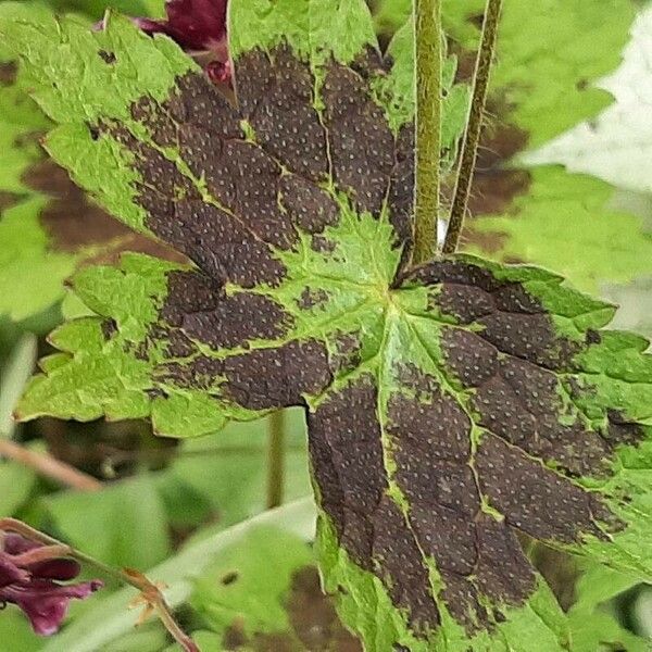 Geranium phaeum पत्ता