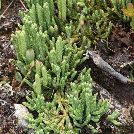 Diphasiastrum alpinum Natur