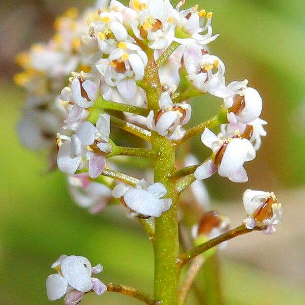 Teesdalia coronopifolia Blomst