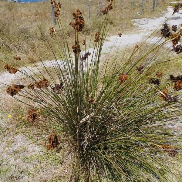 Juncus acutus Frugt