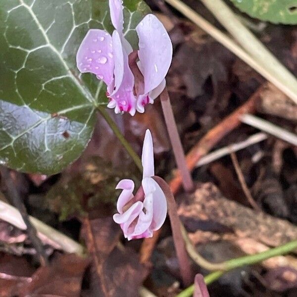 Cyclamen hederifolium Květ