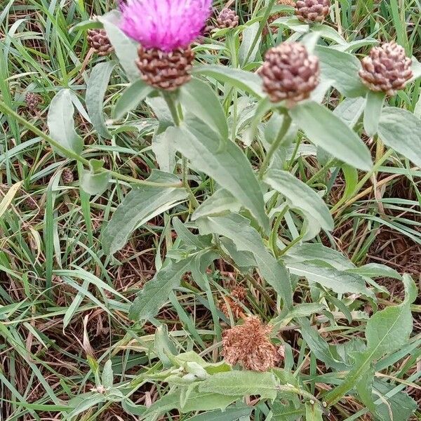 Centaurea jacea Habitus