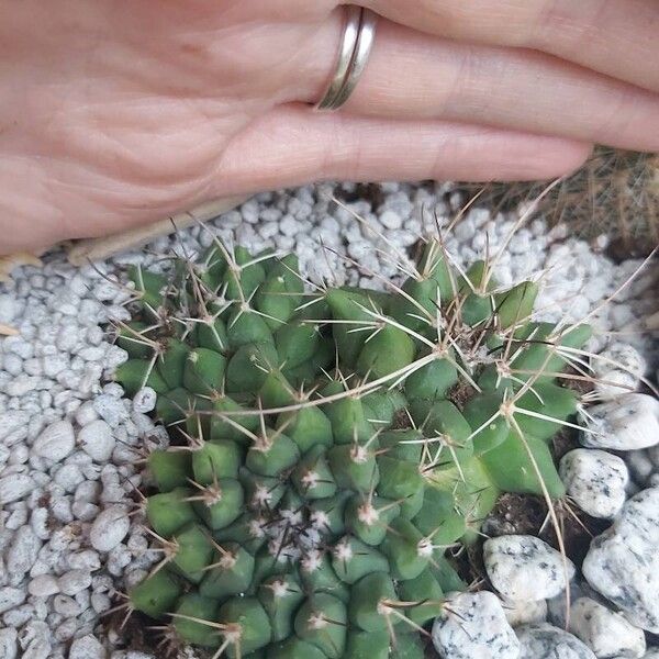 Mammillaria compressa ᱮᱴᱟᱜ