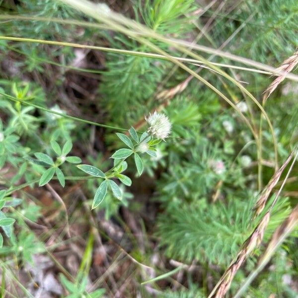 Trifolium arvense Lorea