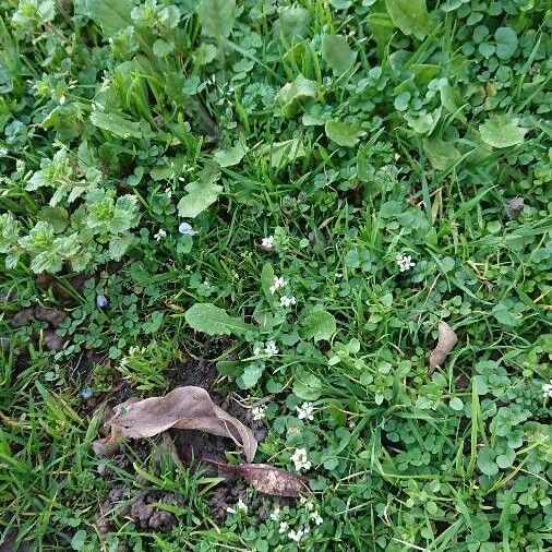 Cardamine hirsuta Habit