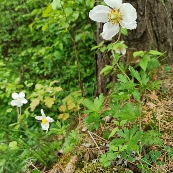 Anemonoides sylvestris Flor