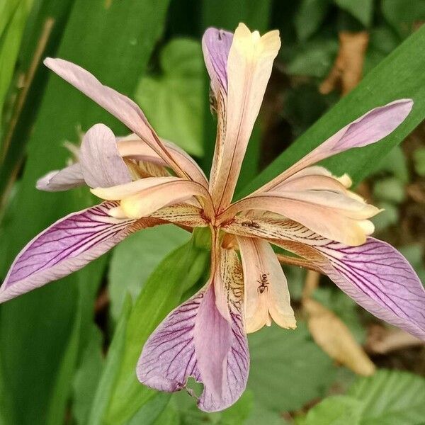 Iris foetidissima Flor