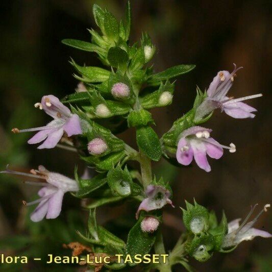 Thymus nitens പുഷ്പം