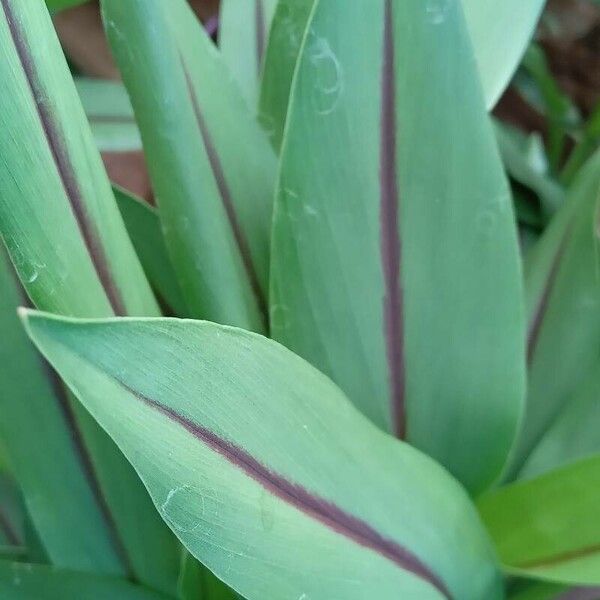 Curcuma alismatifolia Leaf