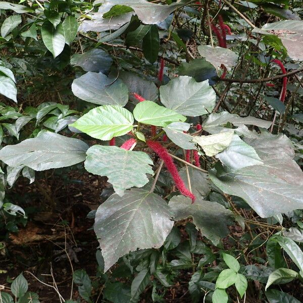 Acalypha hispida Leaf