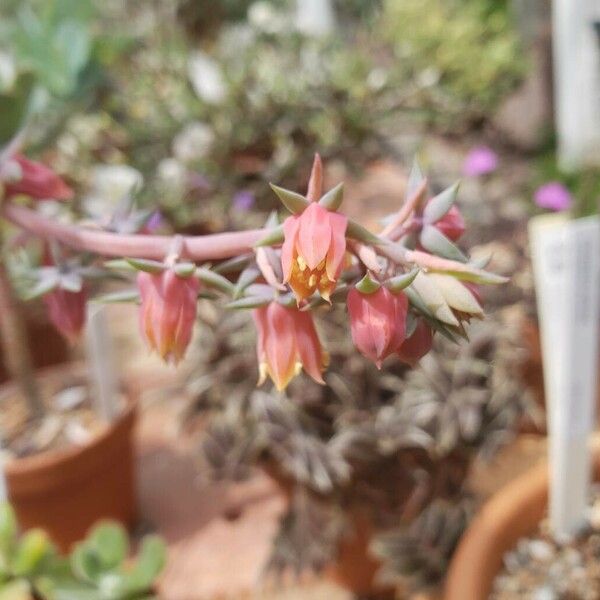 Echeveria bicolor Цветок