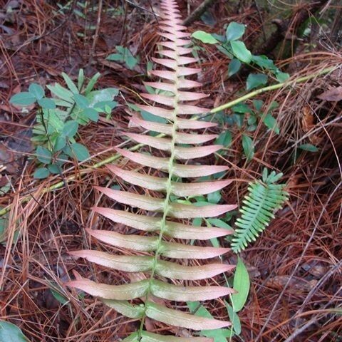 Blechnum occidentale Habitus