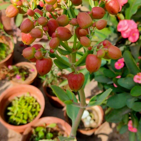 Kalanchoe gastonis-bonnieri Flors