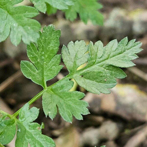 Anthriscus cerefolium পাতা