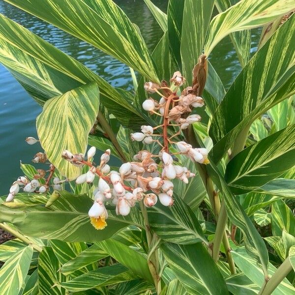 Alpinia zerumbet Flors