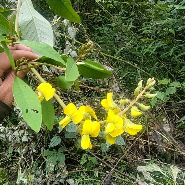 Crotalaria micans Flor