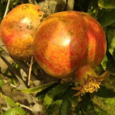 Punica granatum Fruit