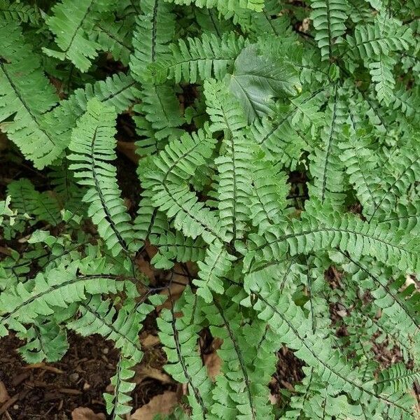 Adiantum pedatum Vekstform