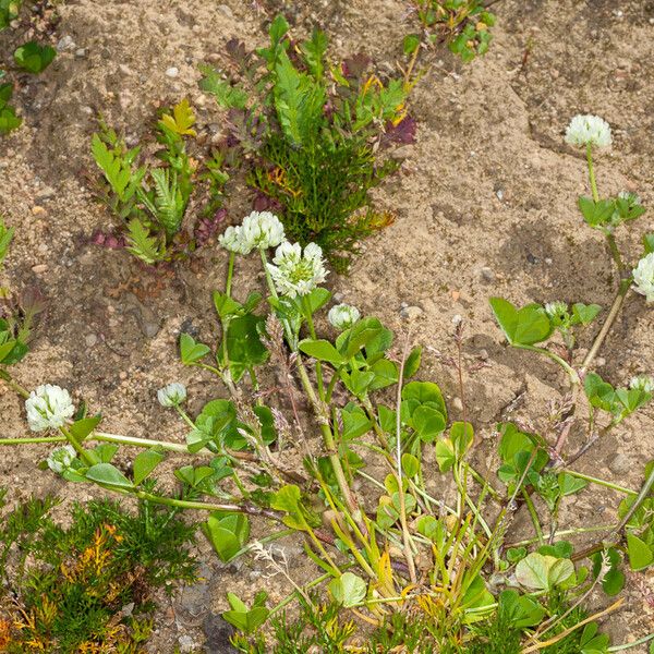 Trifolium nigrescens Lapas