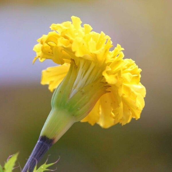 Tagetes erecta Fleur