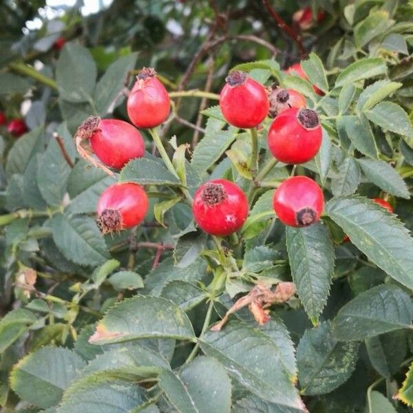 Rosa canina Fruchs