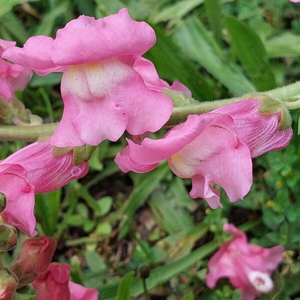 Antirrhinum majus Flor