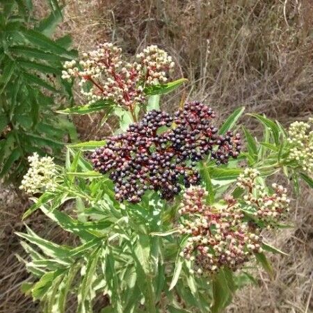 Sambucus ebulus ഫലം