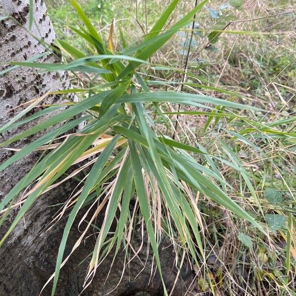 Arundo donax Leaf