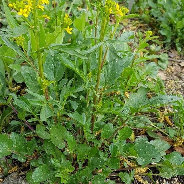 Barbarea vulgaris ഇല