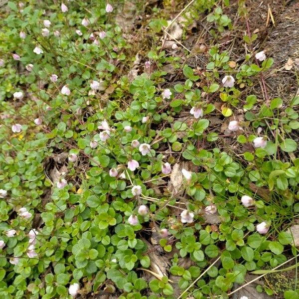 Linnaea borealis Floare
