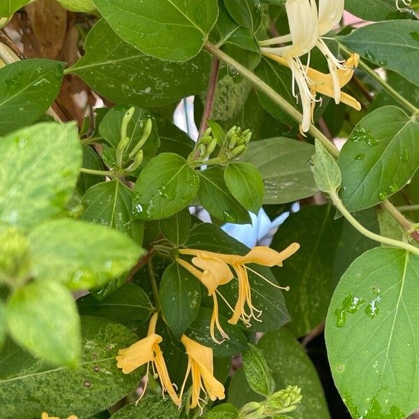 Lonicera japonica ফুল