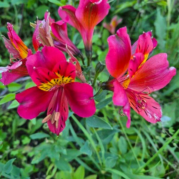 Alstroemeria ligtu Flower