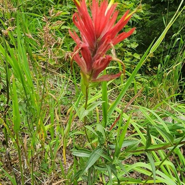 Castilleja miniata Flower