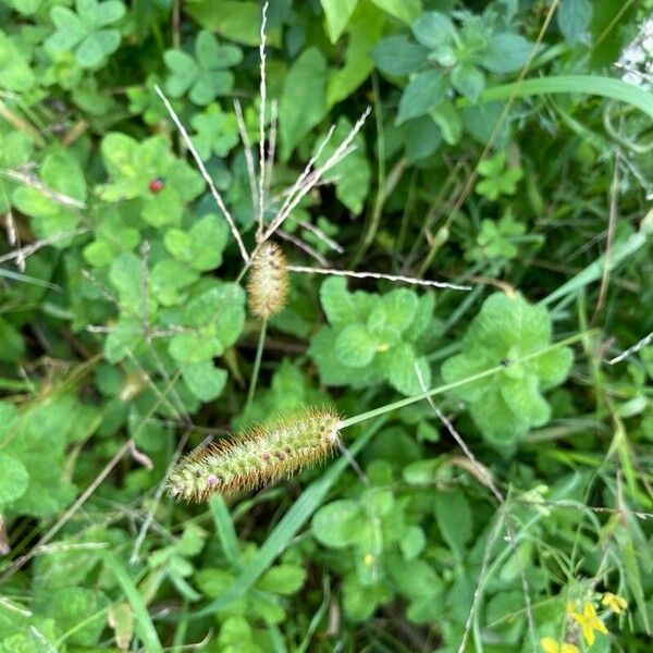 Setaria pumila برگ