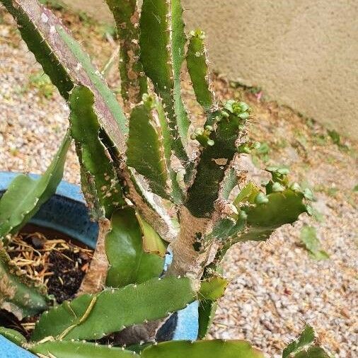 Euphorbia triangularis Folio