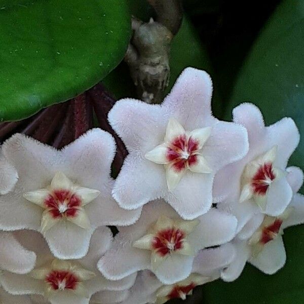 Hoya carnosa Blodyn