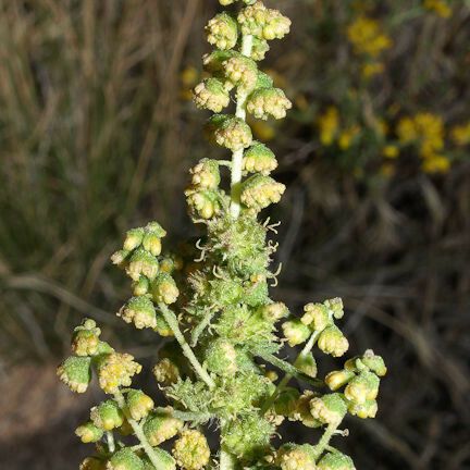 Ambrosia confertiflora आदत