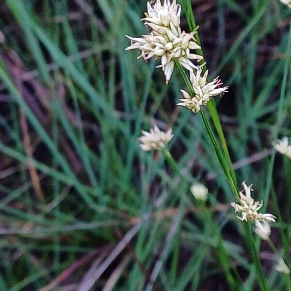 Rhynchospora alba Flor