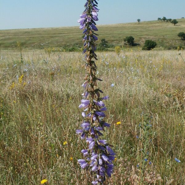 Campanula bononiensis Õis