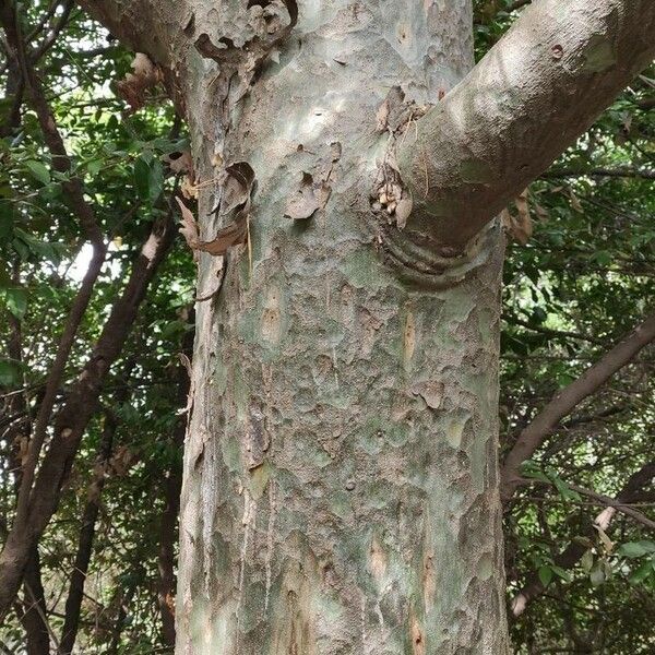 Pinus bungeana Bark